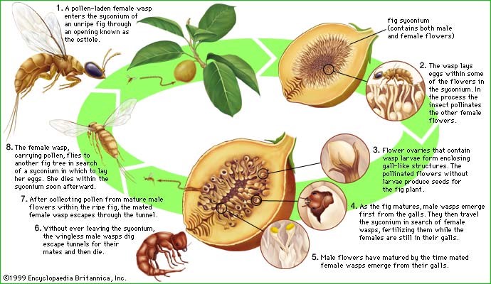 POLLINATION