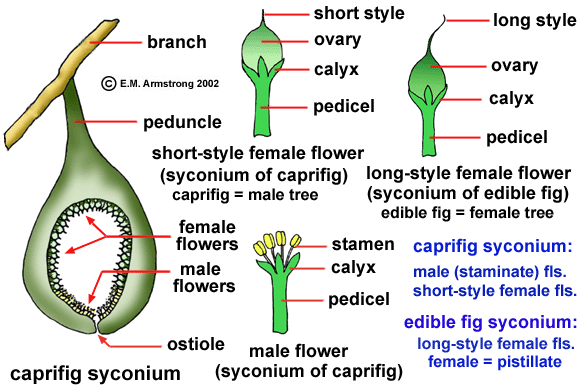 POLLINATION1.jpg